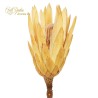 ***PROTEA REPENS X5 CREMA