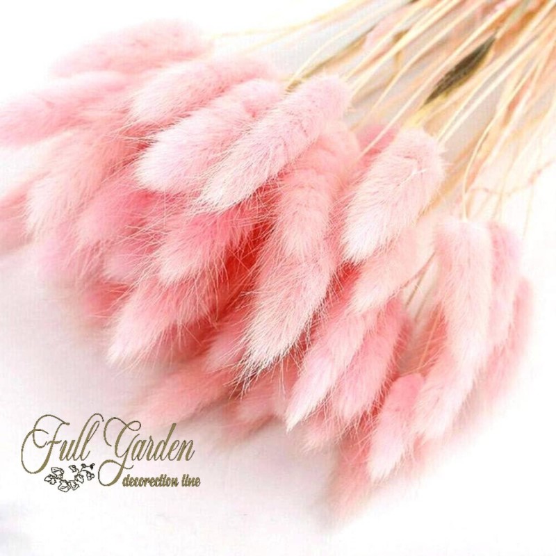 °°°LAGURUS GR.100 ROSA