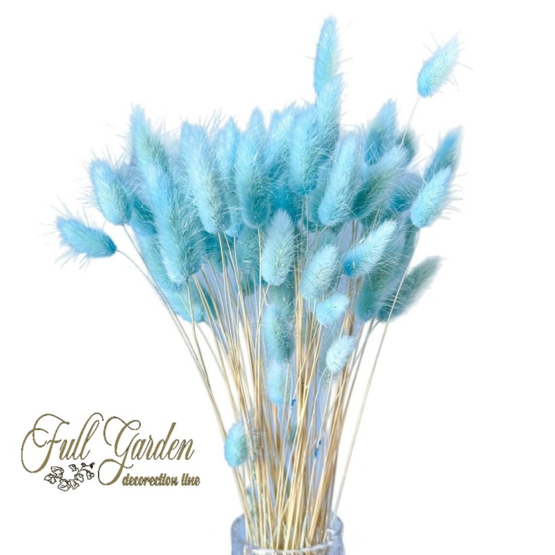 °°°LAGURUS GR.100 CELESTE