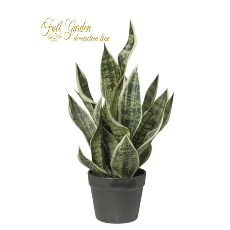 PIANTA SANSEVERIA IN VASO CM51 - GREEN