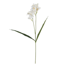 TRALCIO FRESIA WHITE