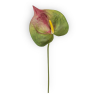 ANTHURIUM GREEN CM 65