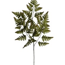 RAMO  FELCE CM.66 12 PEZZI