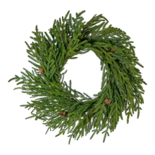 CORONA AURUCARIA FORTUNE CM.60