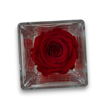 ROSA STABILIZZATA CUBO VETRO 8X8CM ROSSO PROFUMATA