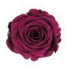 ROSE STABILIZZATE INES  X6 MIRTILLO D.4CM