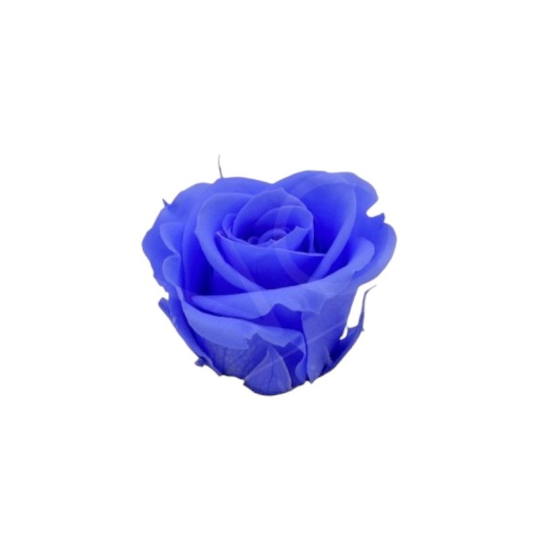 ROSE STABILIZZATE INES  X6 BLU GLICINE D.4CM