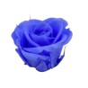 ROSE STABILIZZATE INES  X6 BLU GLICINE D.4CM