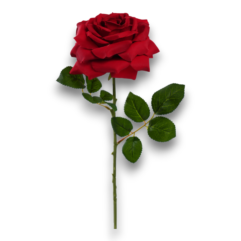 ROSA SILVIA CM. 65 ROSSA