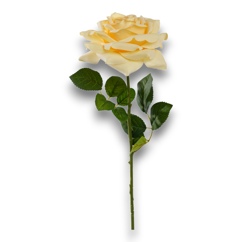 ROSA SILVIA CM. 65 GIALLA