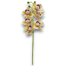 CIMBYDIUM 6 FIORI CM. 68 VERDE