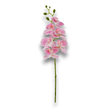 PHALENOPSIS X6 CM. 72 ROSA