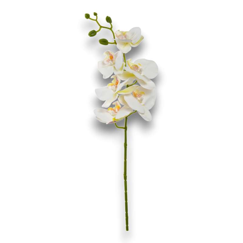 PHALENOPSIS X6 CM. 72 CREMA