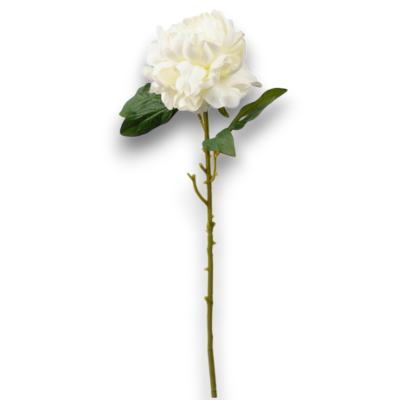 PEONIA SINGOLA BIANCA CM.69