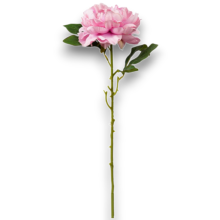 PEONIA SINGOLA ROSA CM.69