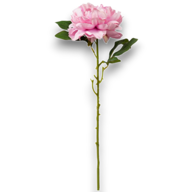 PEONIA SINGOLA ROSA CM.69