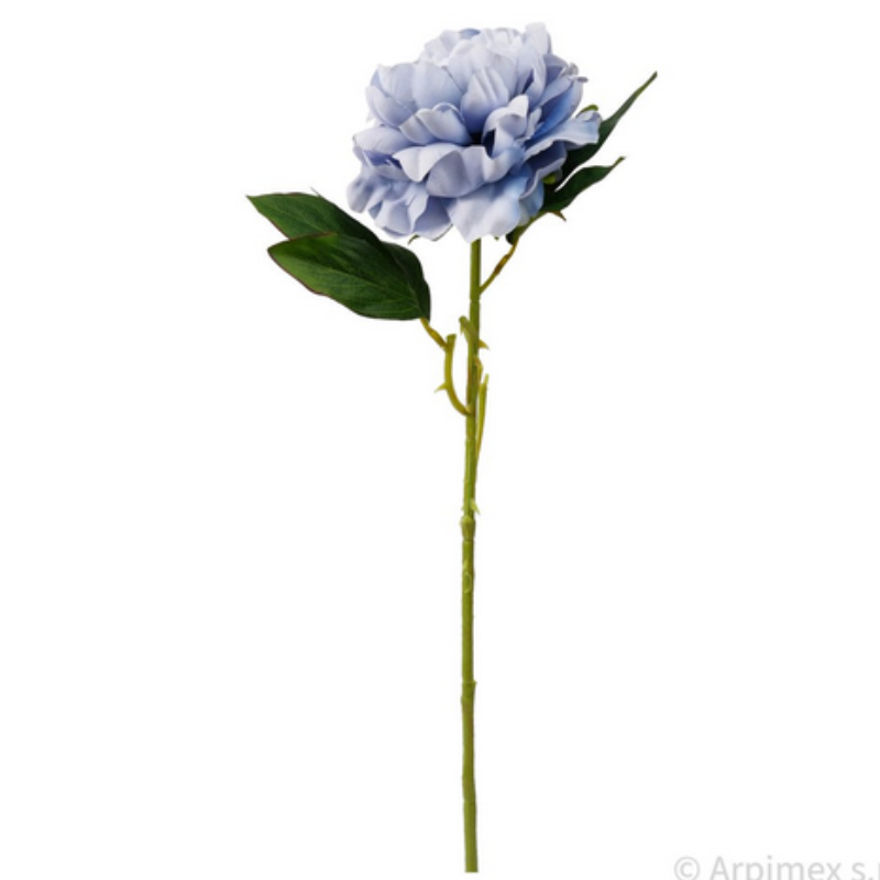 PEONIA SINGOLA BLU CM.69