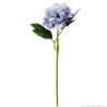 PEONIA SINGOLA BLU CM.69