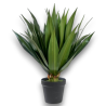 PIANTA AGAVE CM.75