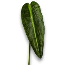 FOGLIA ALOCASIA CM.87