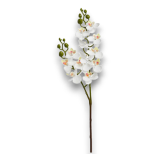 MINI PHALENO CREMA  X 2 CM.60