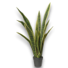 PIANTA SANSEVERIA GREEN YELLOW IN VASO CM91