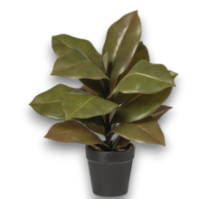 PIANTARUBBEN GREEN IN VASO CM 30