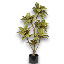 PIANTA CRODYLINE GREEN  X 6  IN VASO CM90