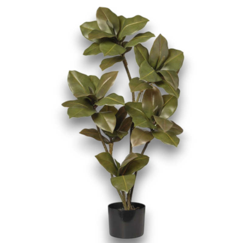 PIANTARUBBEN GREEN X 6  IN VASO CM 90