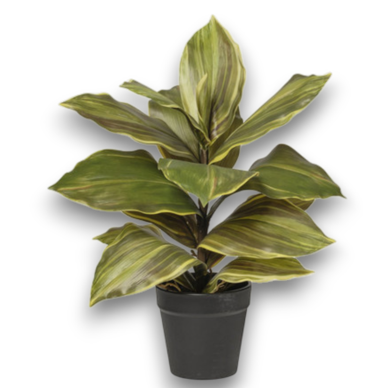 PIANTA CRODYLINE GREEN IN VASO CM30