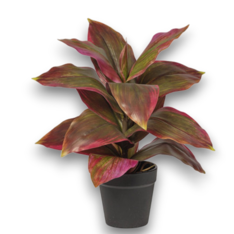 PIANTA CRODYLINE LIGHT PINK IN VASO CM30