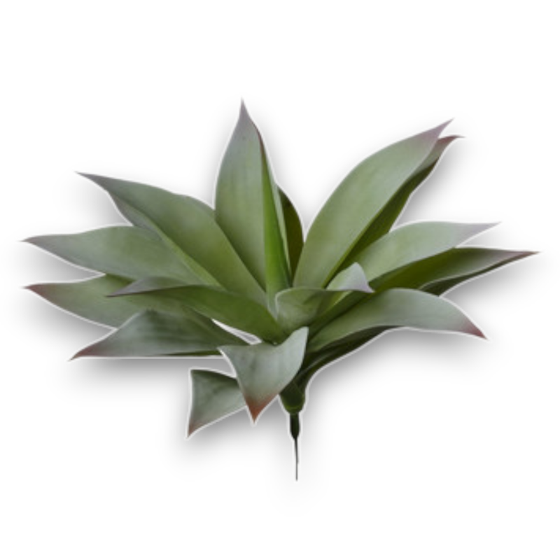 PIANTA AGAVE CM.36 ANTI GREEN