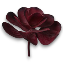 PIANTA GRASSA CM.32 BURGUNDY