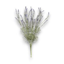 MAZZO LAVANDA CM.54,5 NO COLOR