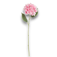 ORTENSIA SINGOLA ROSA