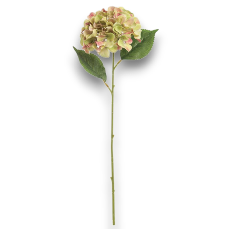 ORTENSIA SINGOLA VERDE