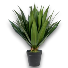 PIANTA AGAVE CM.120