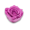 ROSE STABILIZZATE MONALISA  X3 LILLA DM6CM