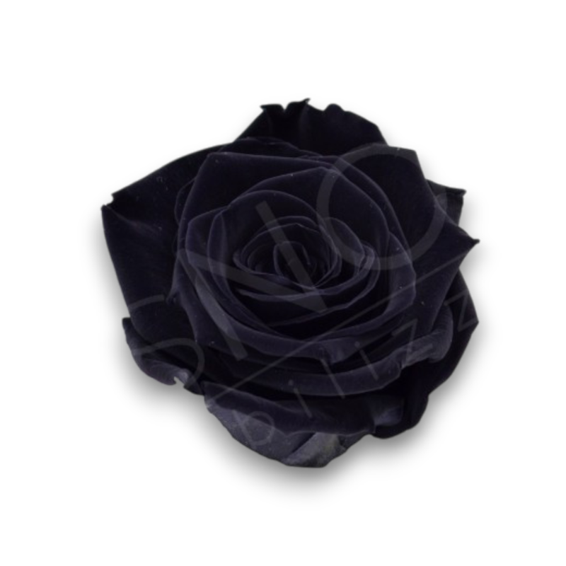 ROSE STABILIZZATE MONALISA  X3 NERO DM6CM