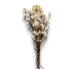 HELICHRYSUM WHITE