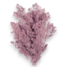 MING FERN MAUVE