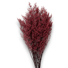 LIMONIUM BURGUNDY