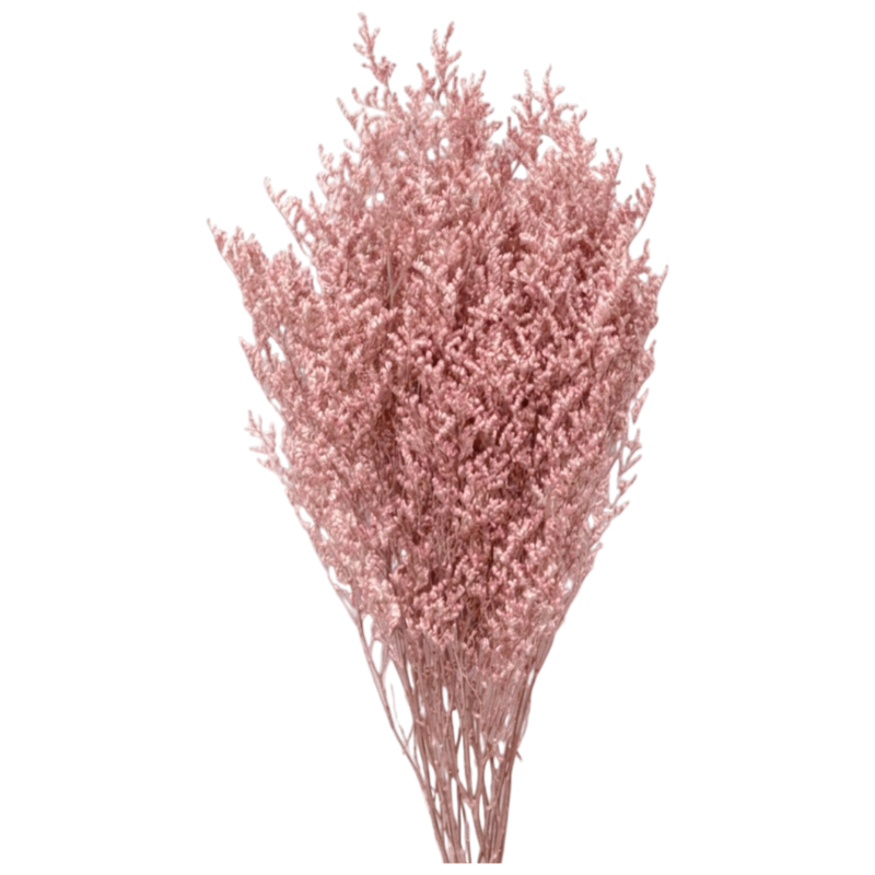 LIMONIUM SILKY PINK