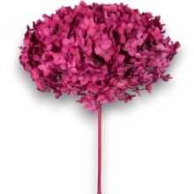 ORTENSIA ANNABELLE MAGENTA