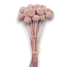 CRASPEDIA MOCHA 20 STELI