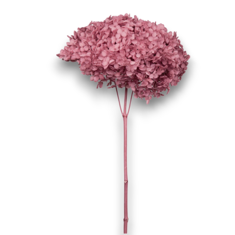 ORTENSIA ANNABELLE MAUVE