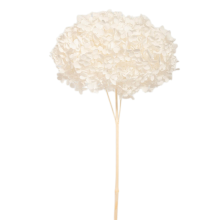 ORTENSIA ANNABELLE WHITE