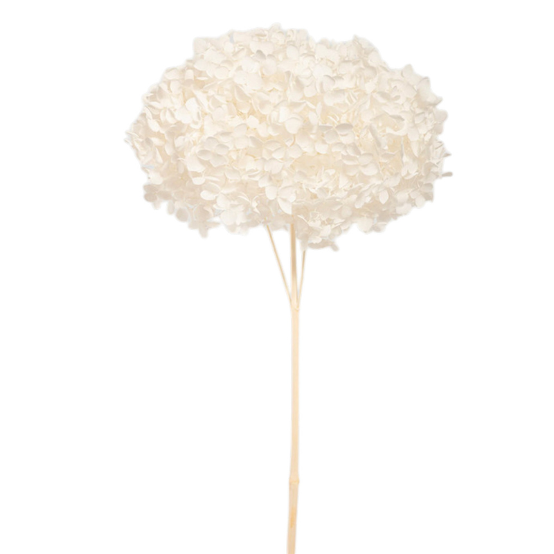 ORTENSIA ANNABELLE WHITE