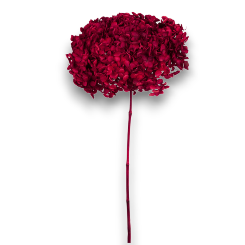 ORTENSIA ANNABELLE RED
