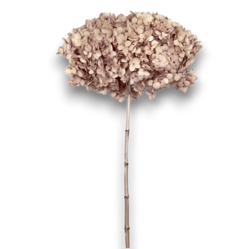 ORTENSIA ANNABELLE HAZELNUT